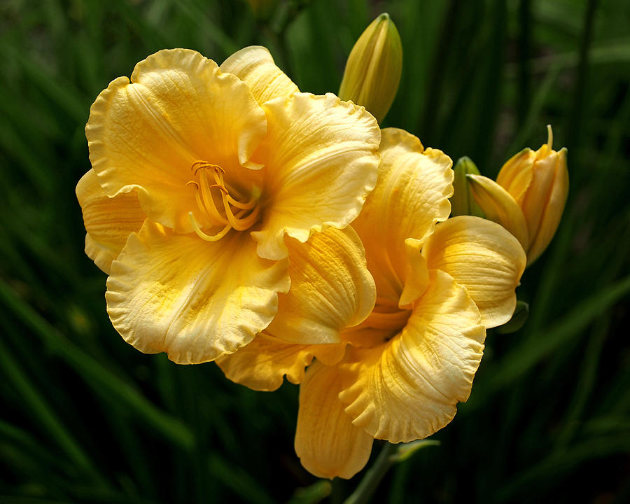 Fancy Yellow Daylilies Photograph by Rona Black