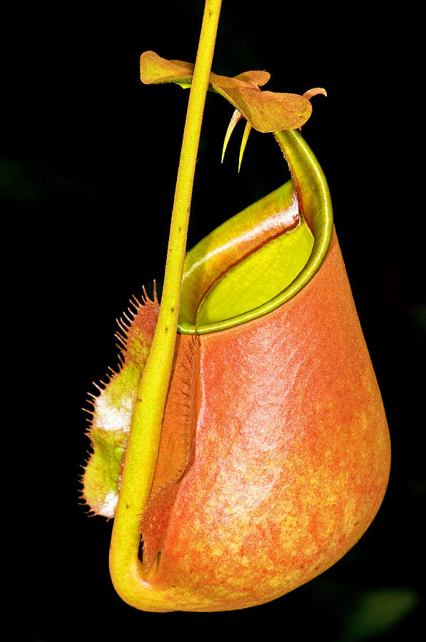 Fanged Pitcher Plant by Millard H. Sharp