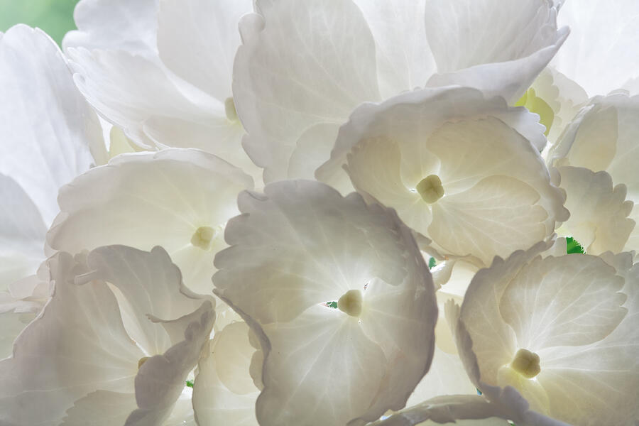 Filtered Light Photograph by Shirley Mitchell