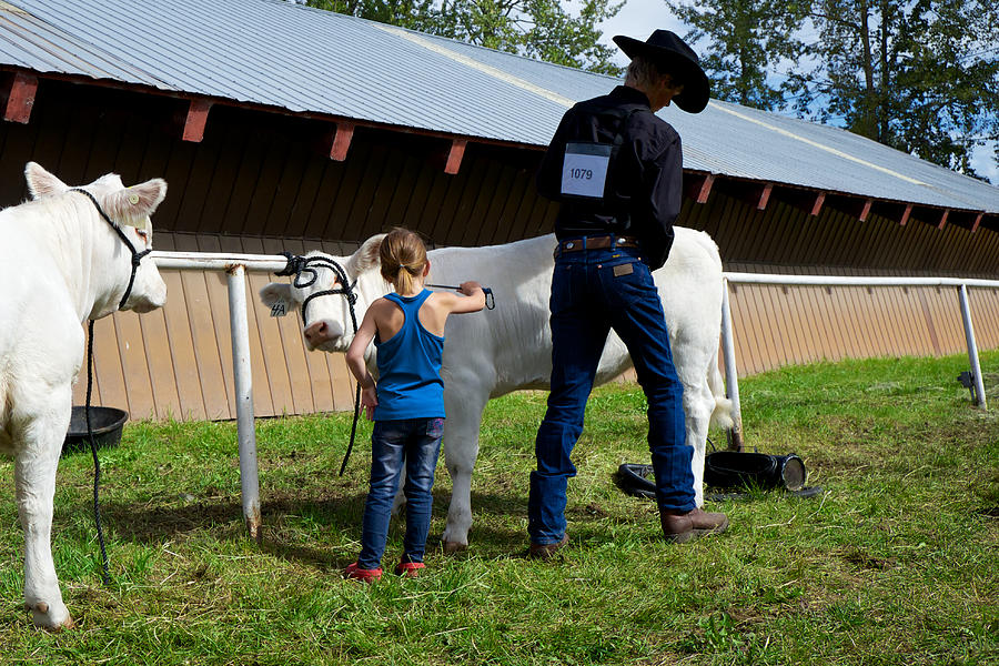 Final Touches on the Charolais Heifer Photograph by Mary Lee Dereske