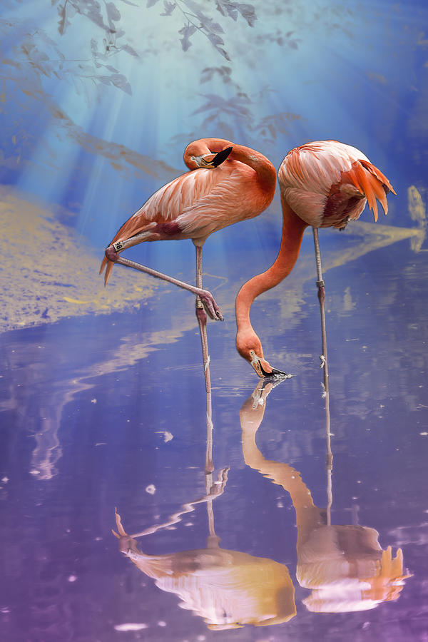 Flamingos in Reflective Water Photograph - Flamingo Fantasy Lights by Bill and Linda Tiepelman