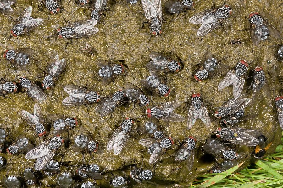 Flies On Cow Dung by Bob Gibbons / Science Photo Library