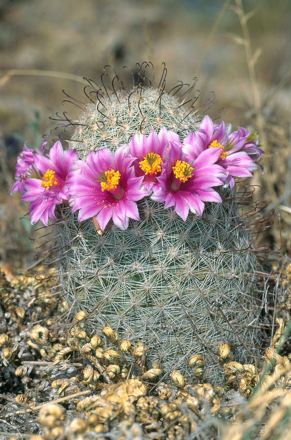 Flowering Fishhook Cactus by Craig K. Lorenz