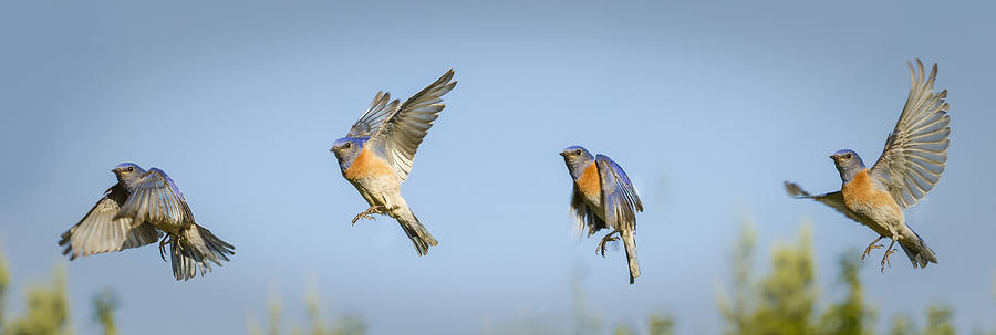 Four Bluebirds in Flight Photograph - Flying by Jean Noren