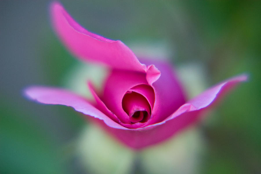 Flying Rose Photograph by Lisa Chorny