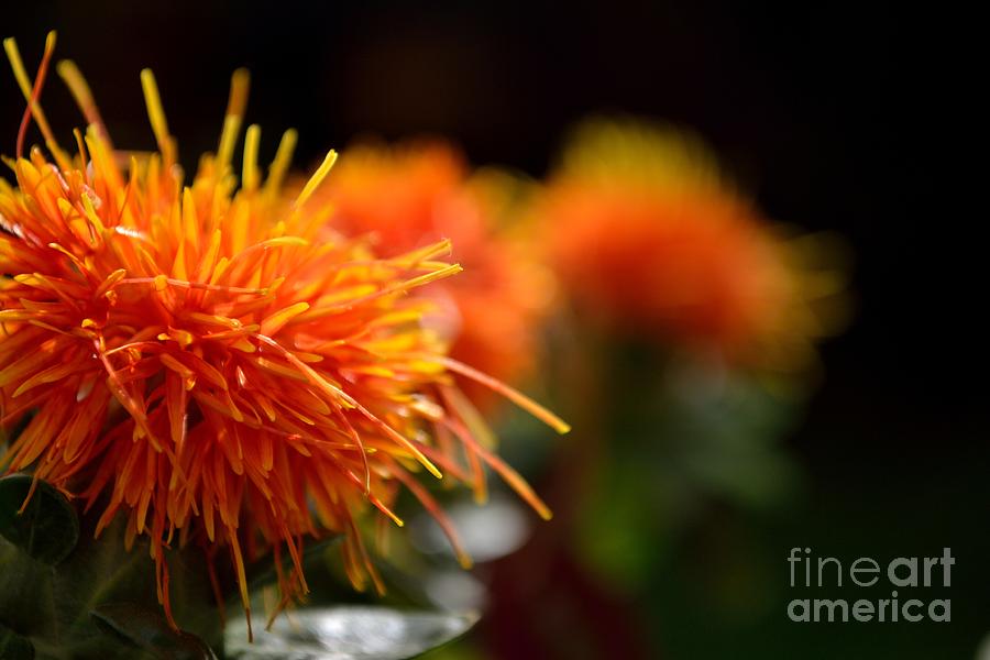 Focused Safflower Photograph by Scott Lyons