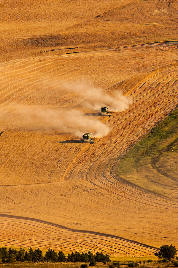 Harvesters Working in a Golden Field Photograph - Following by Mary Jo Allen