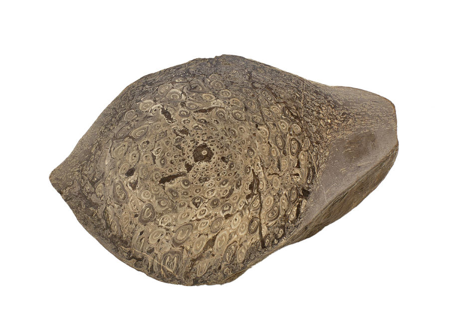 Megaphyton Tree Fossil Tree Fern Trunk Section by Science Stock Photography / Science ...