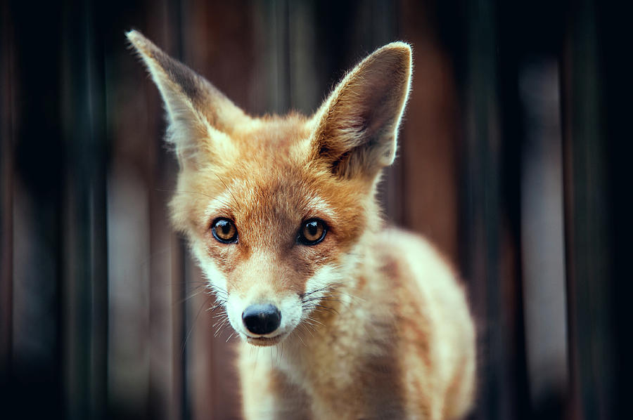 Fox Cub by A. Aleksandravicius