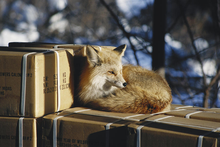 Fox On Boxes by James Steinberg