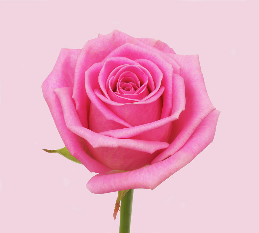 Fragrant Pink Rose, Close-up On A Pink by Rosemary Calvert