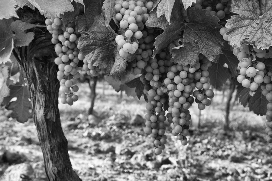 Grapevine in Black and White Photograph - French Grapes by Georgia Clare