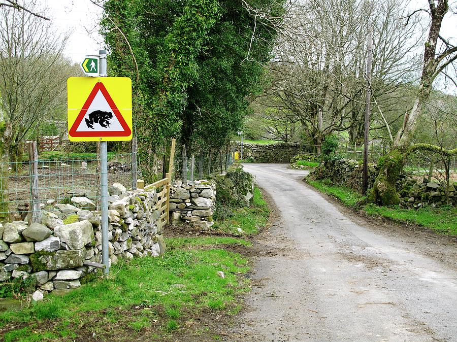 Crossing Frogs Point Rods Frog Crossing by Cordelia Molloy / Science Photo Library