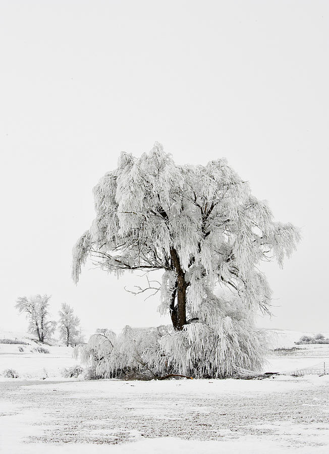 Frost-Covered Winter Tree Photograph - Frosted by Mary Jo Allen