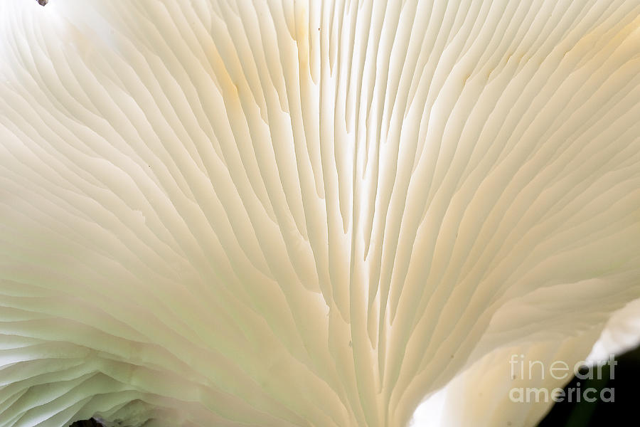 Fungus Photograph by Steven Ralser