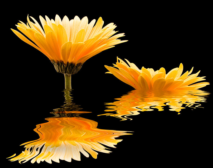 Gerbera reflection Photograph by Jean Noren