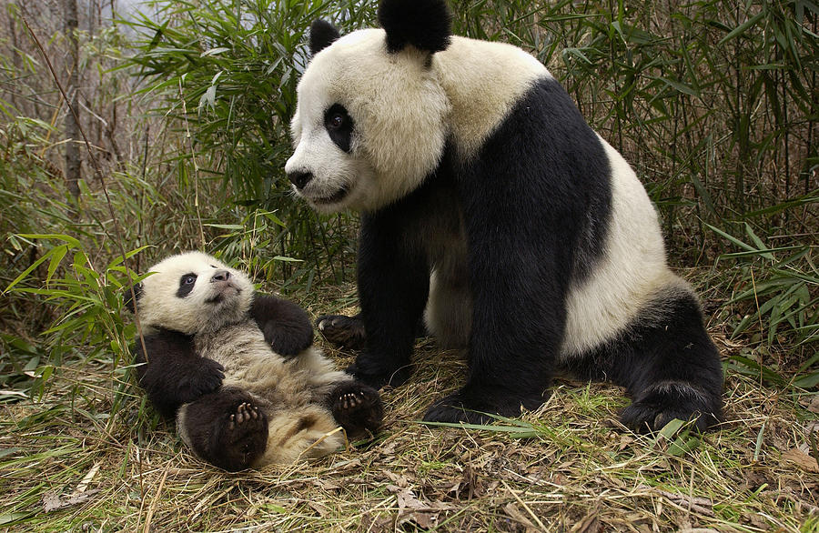 Giant Panda And Baby In Bamboo Forest by Katherine Feng