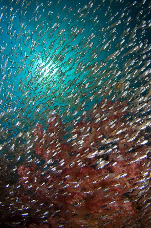 Glassfish swimming around soft coral by Scubazoo / Science Photo Library