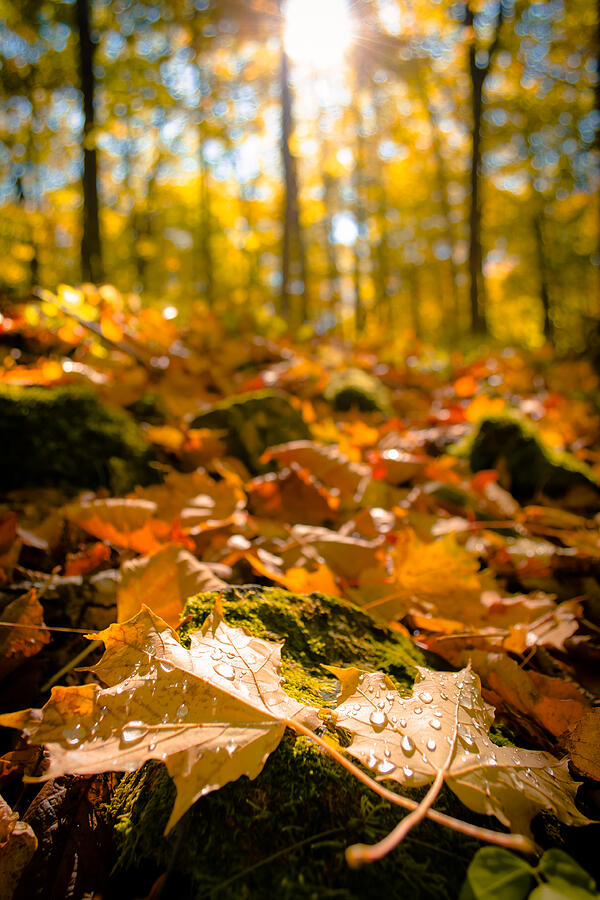 Autumn Leaves in Sunlit Forest Photograph - Glistening Autumn Dew by Duluth To Door County Photography