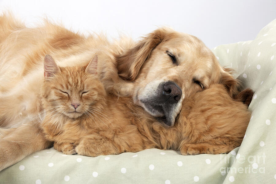 Sleeping Golden Retriever Snuggled with Orange Tabby Cat by John