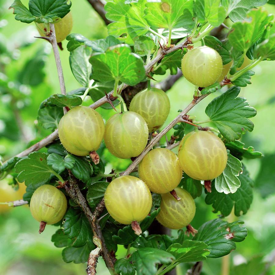 Gooseberry Ribes Gooseberry (ribes Uva-crispa 'rixanta') by Bildagentur-Online / Mcphoto ...