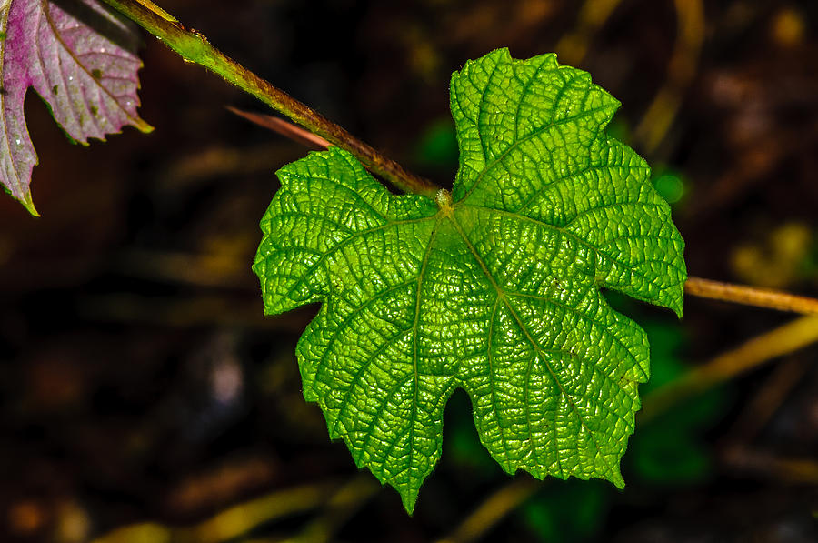 Grapes of Rath Photograph by Louis Dallara