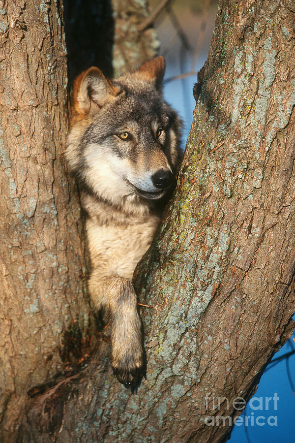 Gray Wolf In Tree Canis Lupus by David Davis