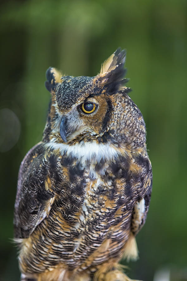 Regal Horned Owl Portrait Photograph - Great Horned Owl by Bill and Linda Tiepelman