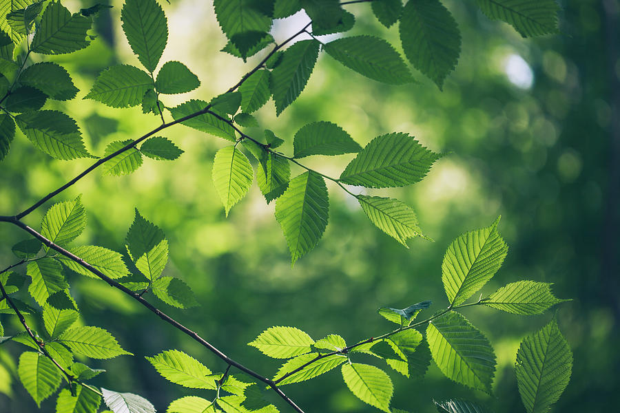 Green leaves background Photograph by Jasmina007