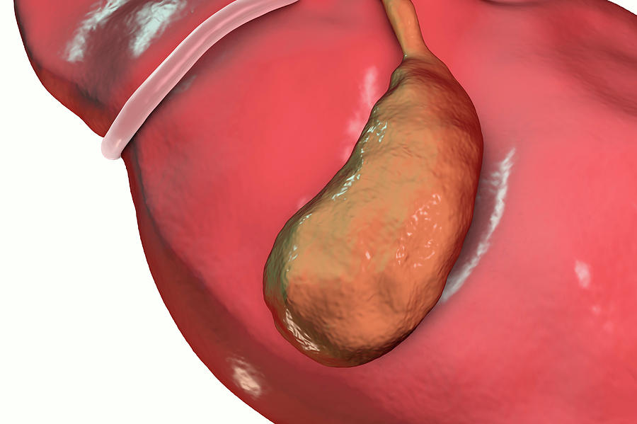 Healthy Gallbladder by Kateryna Kon / Science Photo Library