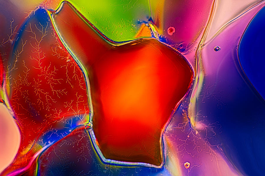 Hearts Photograph by Omaste Witkowski