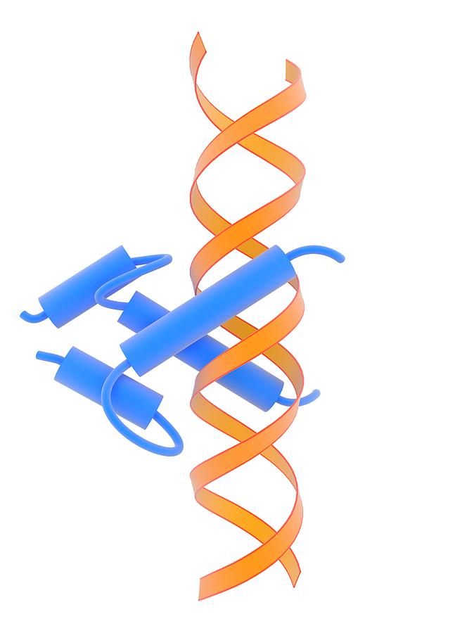 Helix-loop-helix Dna-binding Domain by Science Photo Library
