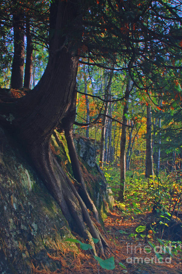 Hobbit's Trail by Jamie Rabold
