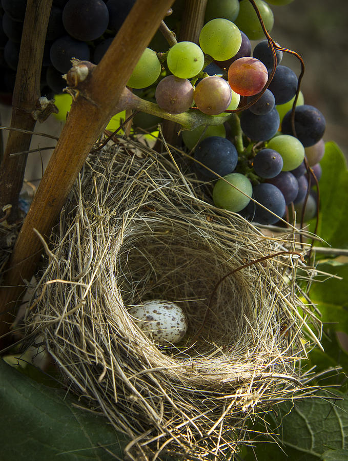 Bird Nest with Single Egg in Vineyard Photograph - Home Alone by Jean Noren