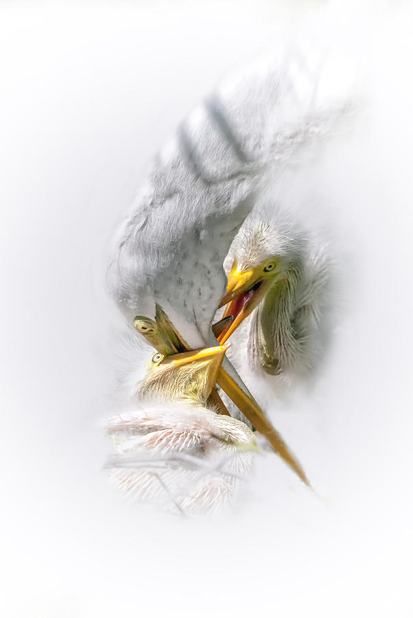 Home Delivery Photograph by Ghostwinds Photography