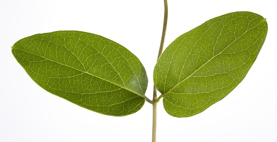 Honeysuckle (Lonicera sp.) leaves by Pascal Goetgheluck / Science Photo  Library