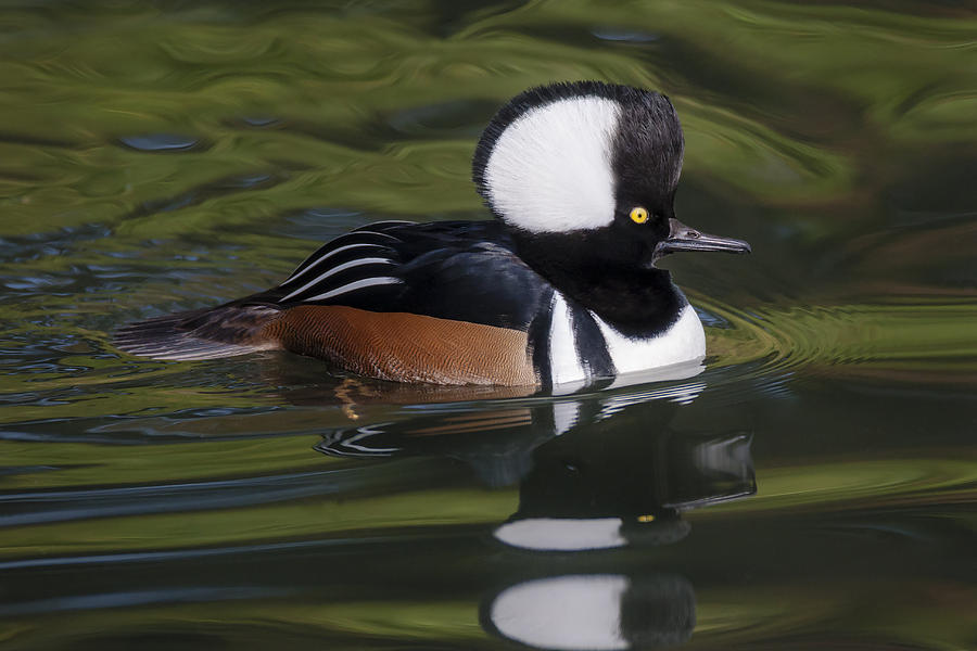 Hooded Merganser on a Tranquil Lake Photograph - Hooded Merganser Duck by Susan Candelario