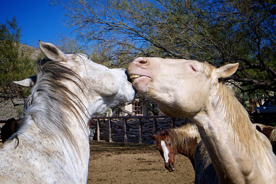 Horses Nuzzling in a Field Photograph - Horse Emotion by Mary Lee Dereske