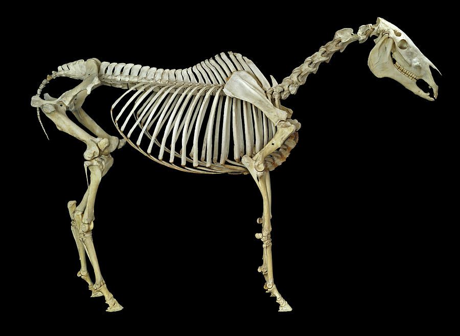 Horse Skeleton by 