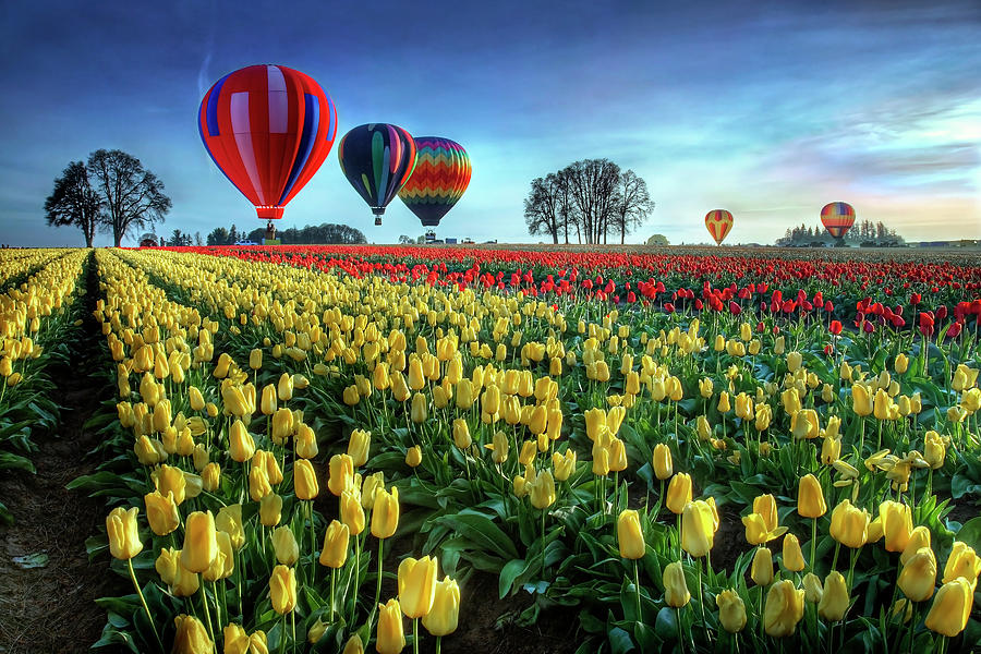 Hot Air Balloons Over Tulip Field by William Lee