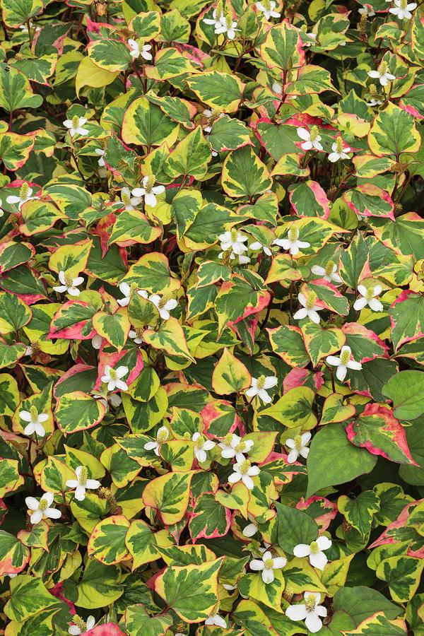 black haldi plant Buy Haldi Black Plant Online main image 1