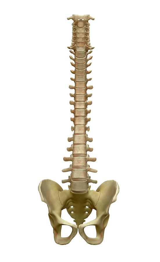 Human Backbone by Tim Vernon / Science Photo Library