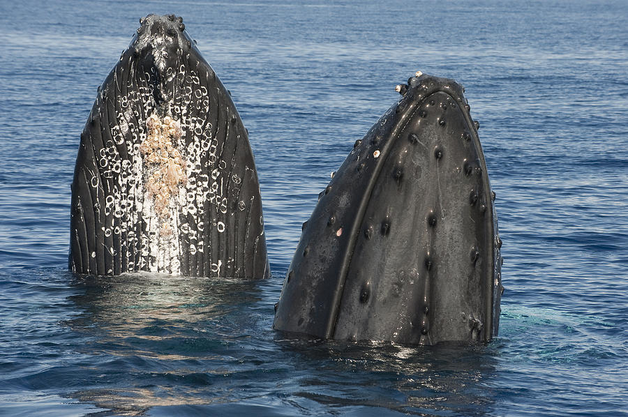 Humpback Whale Males Spyhopping Maui by Flip Nicklin