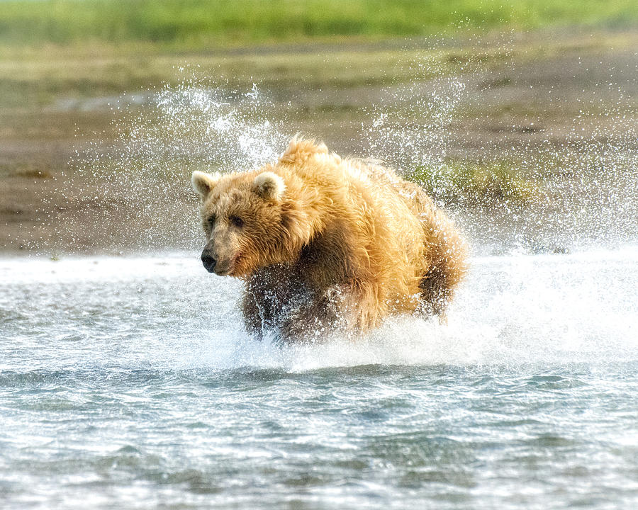 I Can Catch You Photograph by Ghostwinds Photography