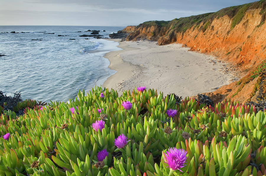 Ice Plants Pescadero Beach California by Alan Majchrowicz