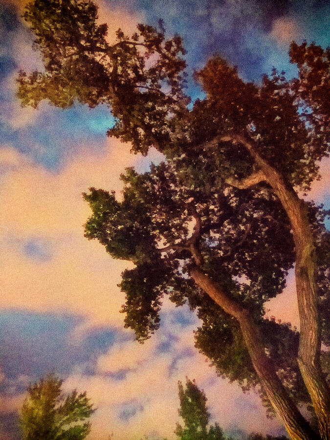 Tall Trees Under Colorful Sky Photograph - Inspired by Maxfield Parrish by Mary Lee Dereske