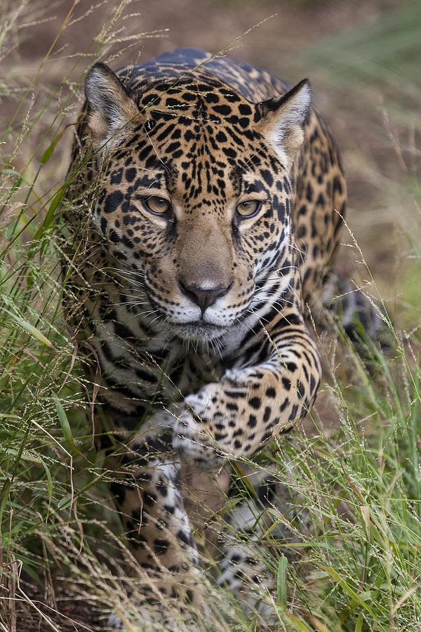 Jaguar Walking Through Grass by San Diego Zoo