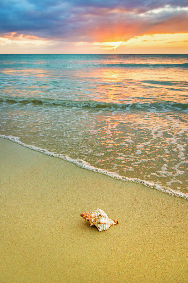Jamaica, Shell On Beach At Sunset by Tetra Images
