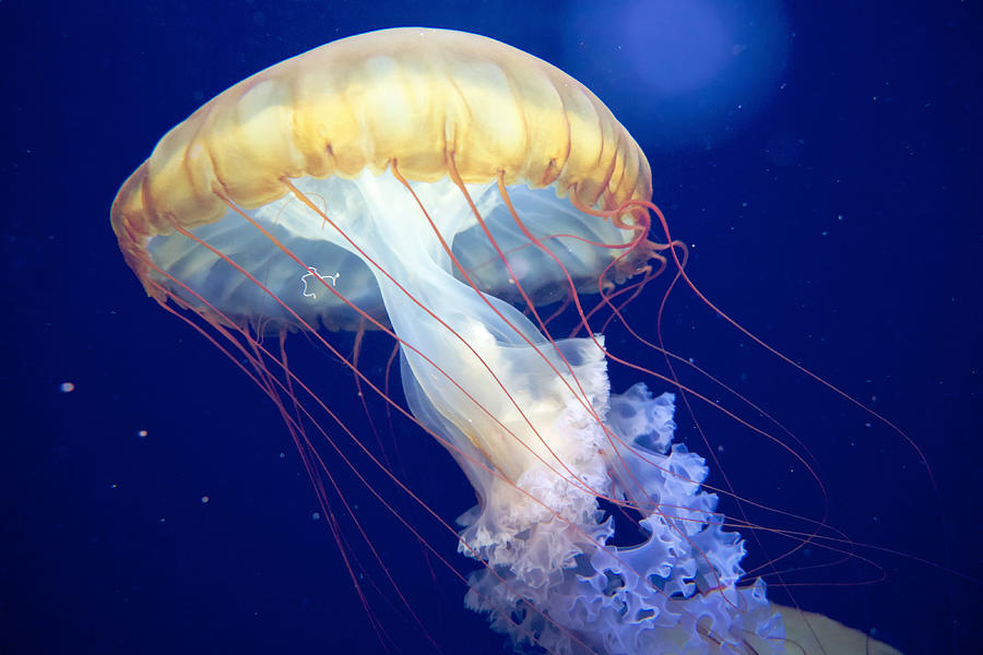 Graceful Jellyfish Underwater Photograph - Japanese Sea Nettle Chrysaora Pacifica by Mary Lee Dereske
