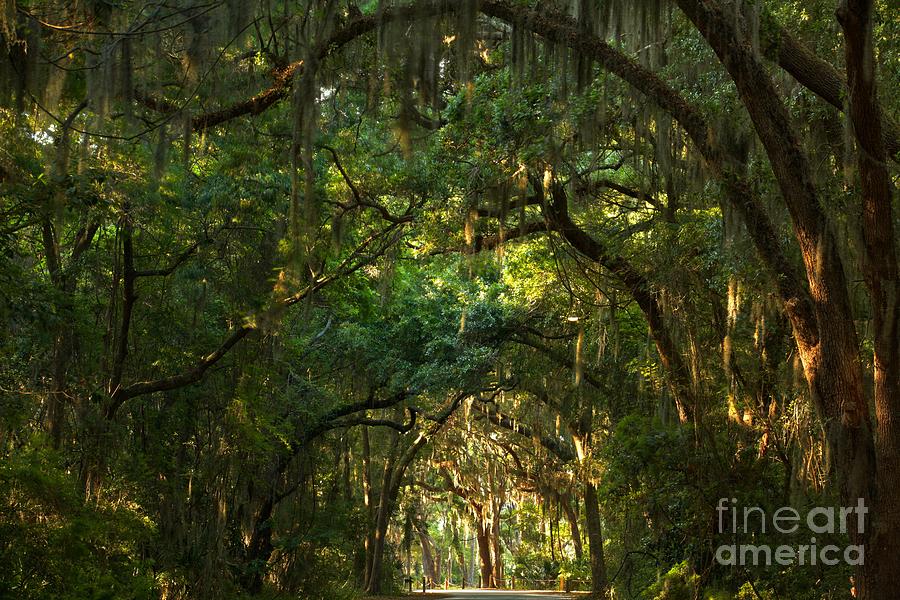 Sunlit Forest Path Canopy Photograph - Jekyll Island Tunnel Of Oaks by Adam Jewell